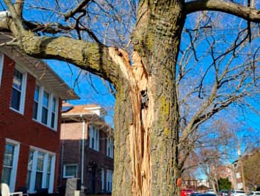 Emergency tree service in Matthews NC