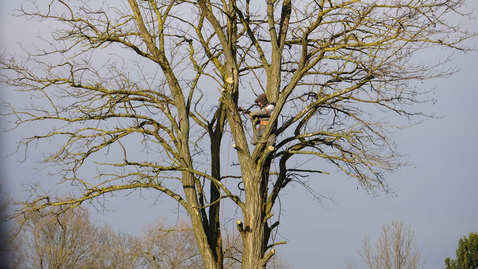 Tree pruning in Matthews NC