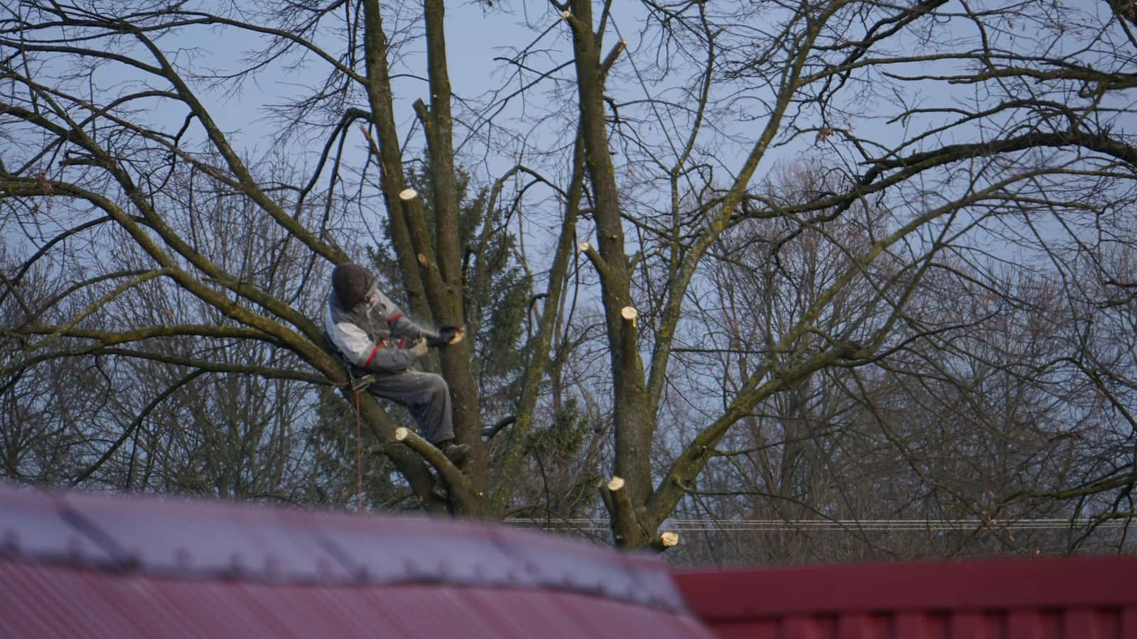 Tree topping in Matthews NC