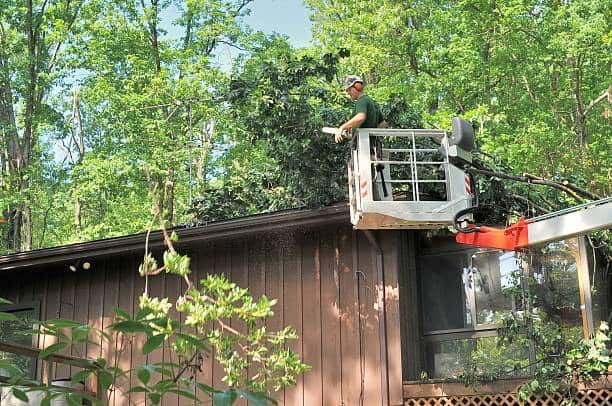 Tree removal in Matthews NC